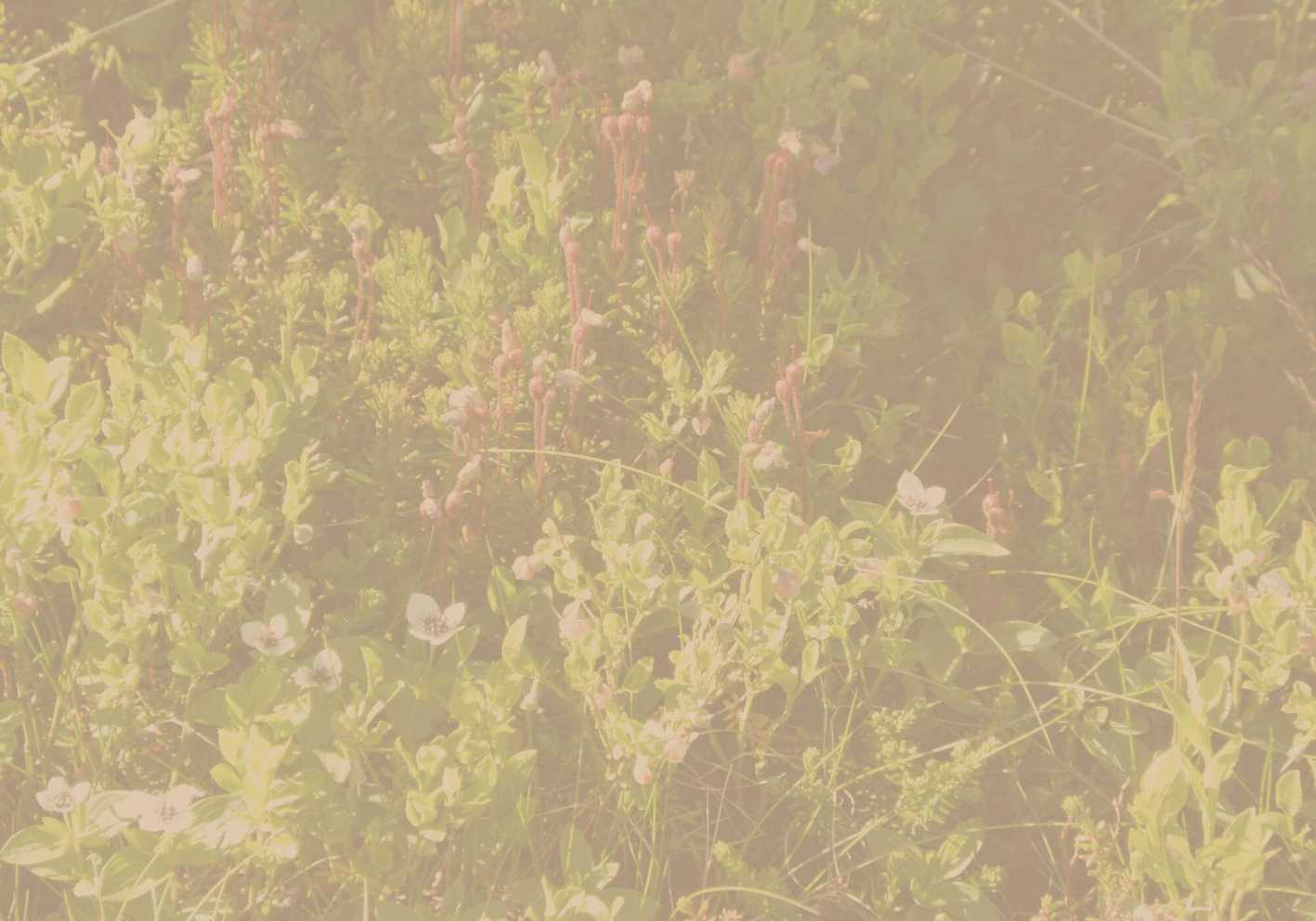 Hintergrund
