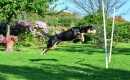 Agility