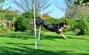 Agility