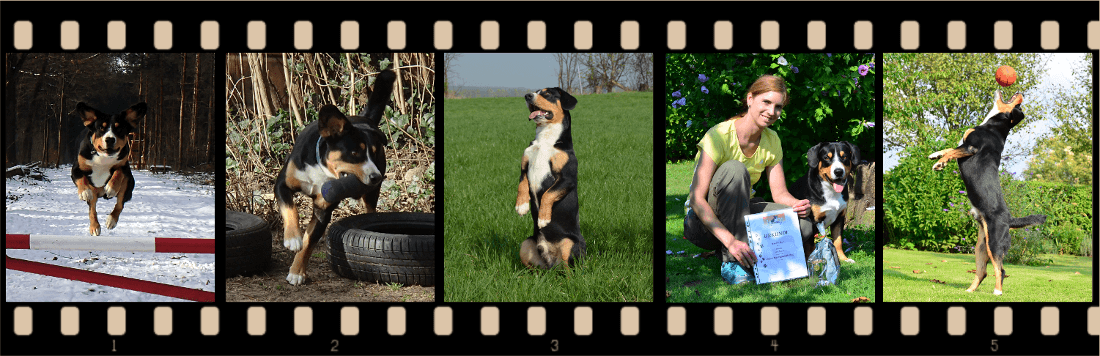 hundesport