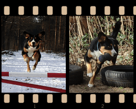 hundesport