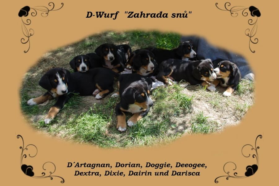 unsere welpen 2