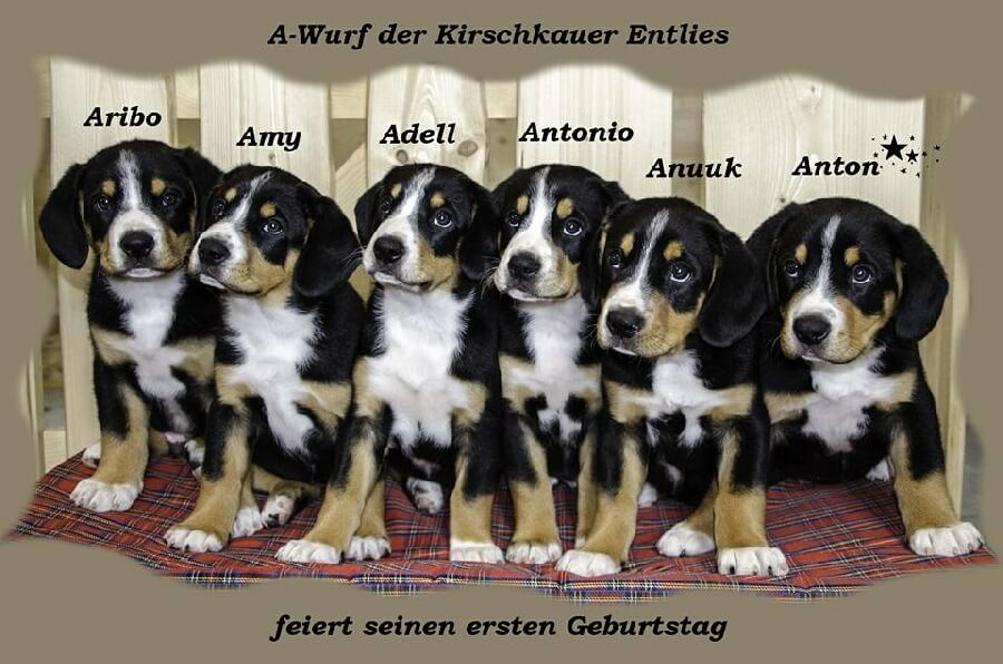 unsere welpen 4