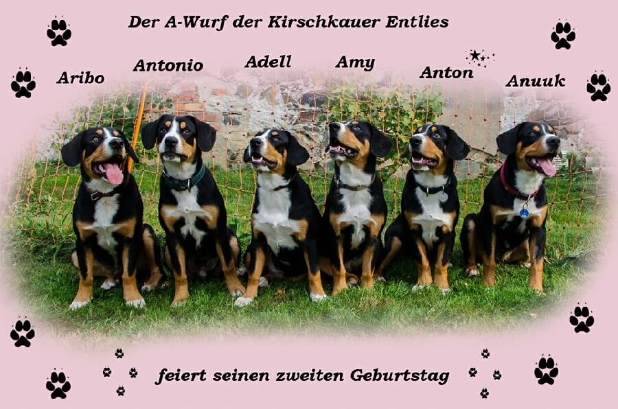 unsere welpen 4