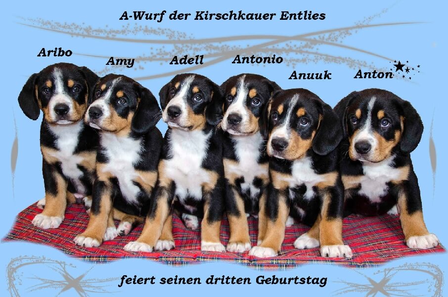 unsere welpen 4