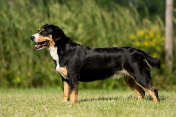 doggie koerung