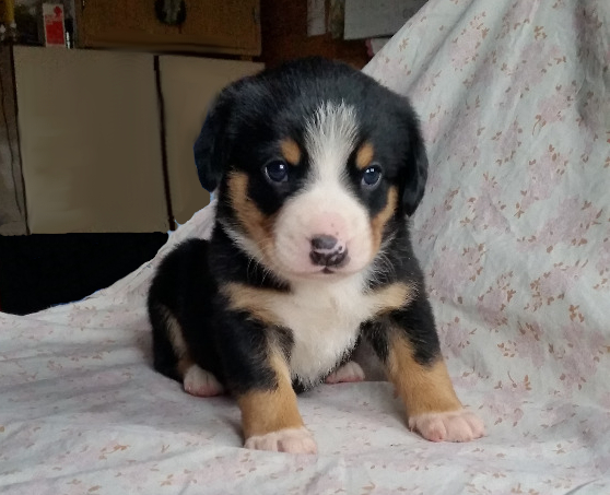 doggie welpen 1