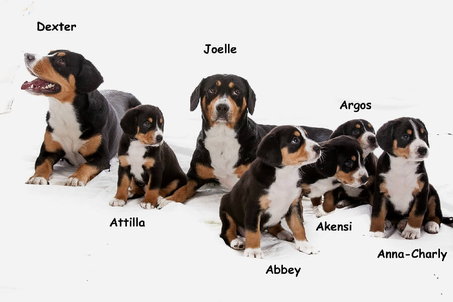unsere welpen 1