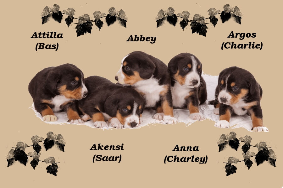 unsere welpen 1