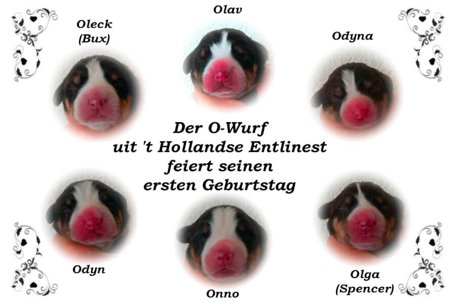 unsere welpen 3