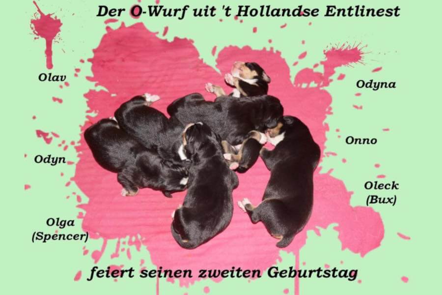 unsere welpen 3