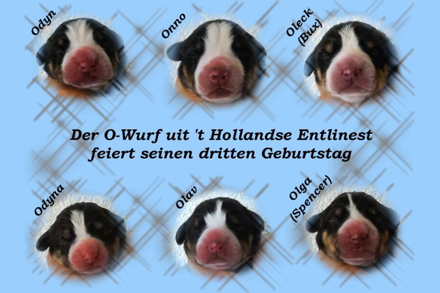 unsere welpen 3