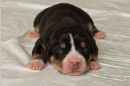 Unsere Welpen 1