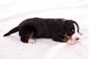 Unsere Welpen 1