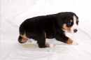 Unsere Welpen 1