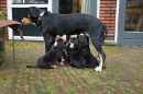 Unsere Welpen 1