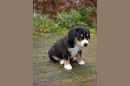Unsere Welpen 1