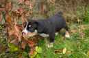 Unsere Welpen 1