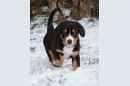 Unsere Welpen 1