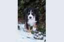 Unsere Welpen 1