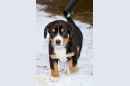 Unsere Welpen 1