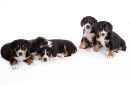 Unsere Welpen 1