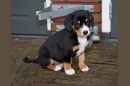 Unsere Welpen 1