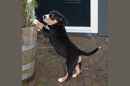 Unsere Welpen 1