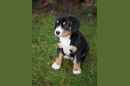 Unsere Welpen 1