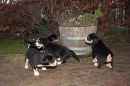 Unsere Welpen 1