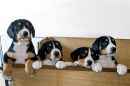 Unsere Welpen 1