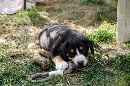 Unsere Welpen 2