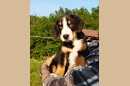 Unsere Welpen 2