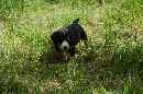 Unsere Welpen 2