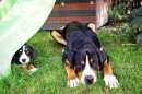 Unsere Welpen 2