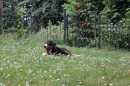 Unsere Welpen 2