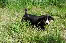 Unsere Welpen 2