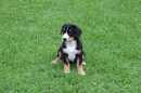 Unsere Welpen 2