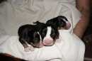 Unsere Welpen 2