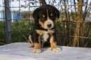 Unsere Welpen 2