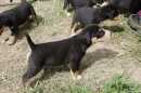 Unsere Welpen 2