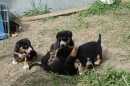 Unsere Welpen 2