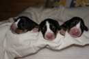 Unsere Welpen 2
