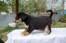 Unsere Welpen 2