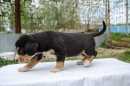 Unsere Welpen 2