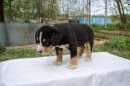 Unsere Welpen 2