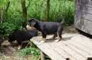 Unsere Welpen 2