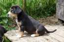 Unsere Welpen 2