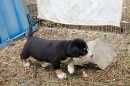 Unsere Welpen 2
