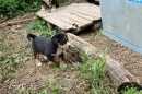 Unsere Welpen 2